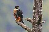 Orange-breasted Falcon